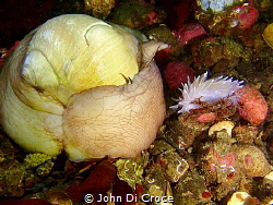 White Lined Dirona and Lewis's Moon Snail in Puget Sound,... by John Di Croce 